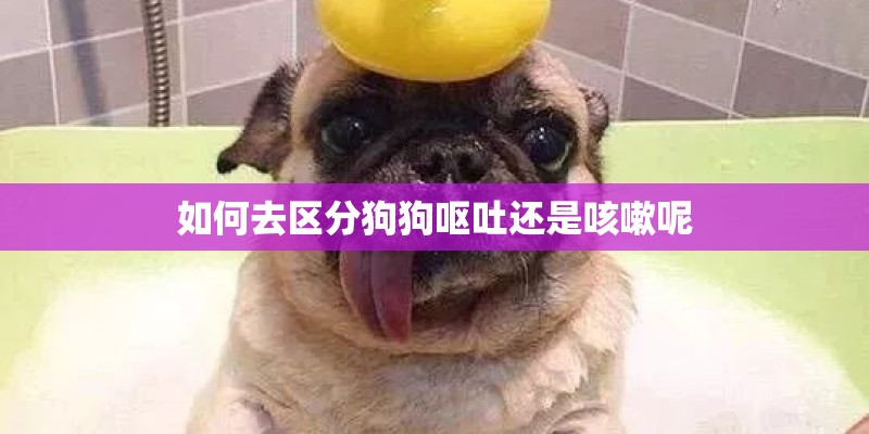 如何去区分狗狗呕吐还是咳嗽呢