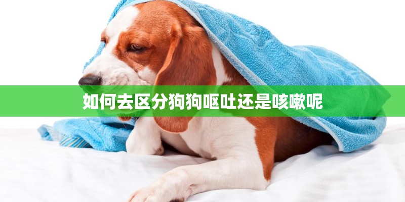 如何去区分狗狗呕吐还是咳嗽呢
