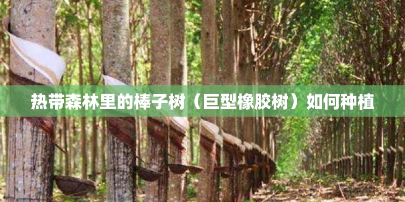 热带森林里的棒子树（巨型橡胶树）如何种植