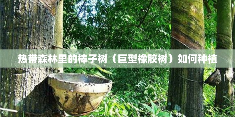 热带森林里的棒子树（巨型橡胶树）如何种植