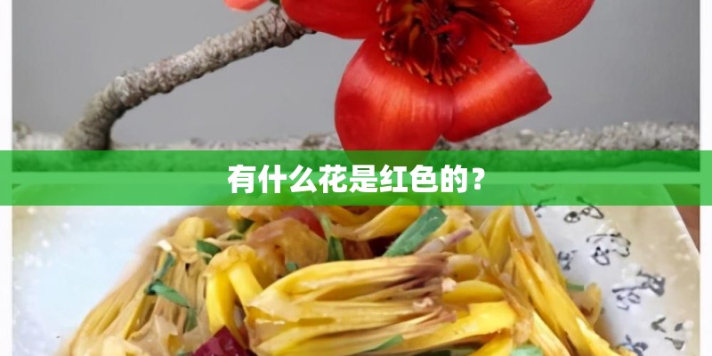 有什么花是红色的？