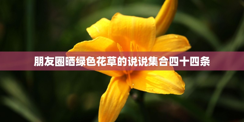 朋友圈晒绿色花草的说说集合四十四条 朋友圈晒绿色花草的说说集合四十四条