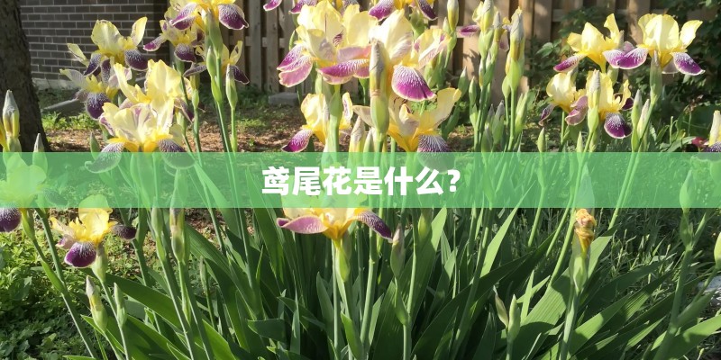 鸢尾花是什么？