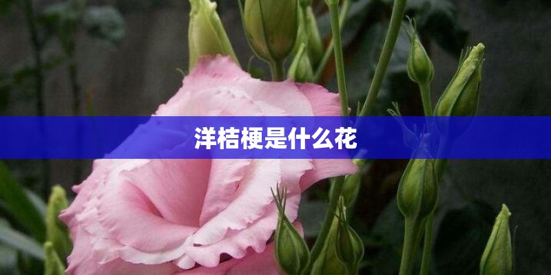 洋桔梗是什么花