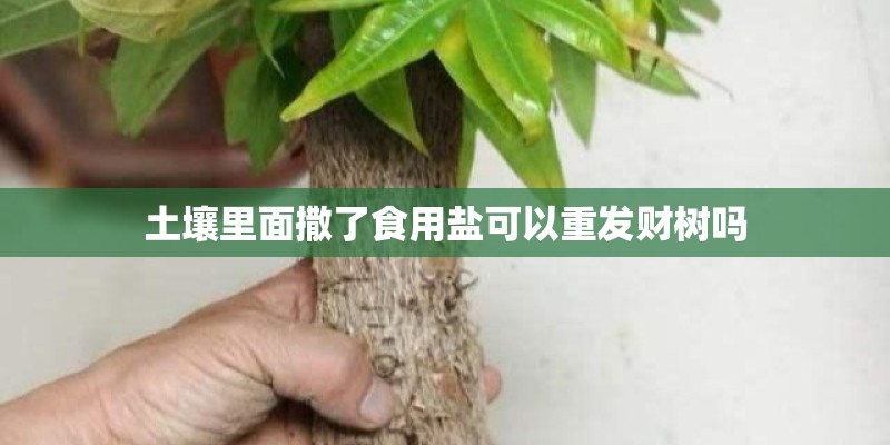 土壤里面撒了食用盐可以重发财树吗
