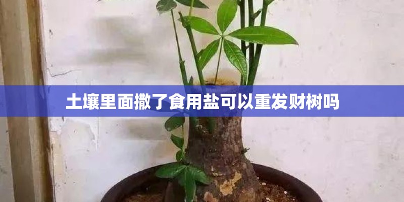 土壤里面撒了食用盐可以重发财树吗 土壤里面撒了食用盐可以重发财树吗