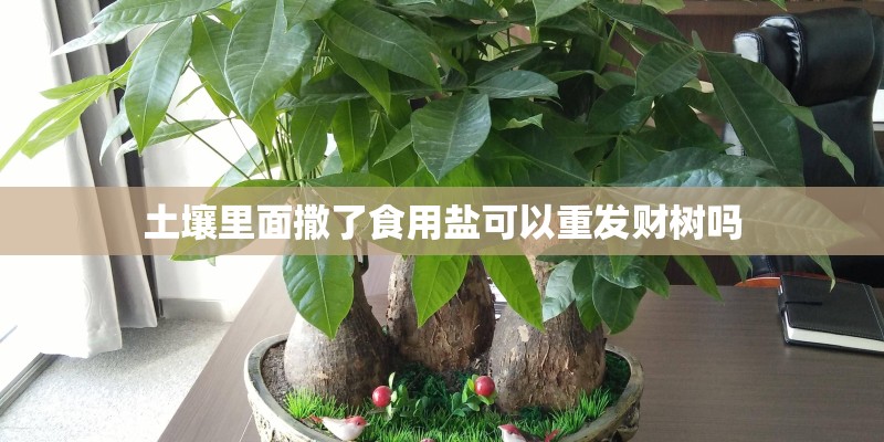 土壤里面撒了食用盐可以重发财树吗 土壤里面撒了食用盐可以重发财树吗