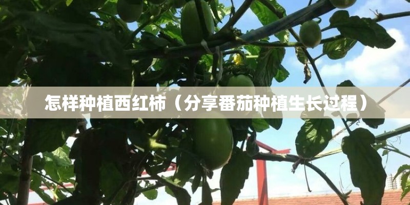 怎样种植西红柿（分享番茄种植生长过程）