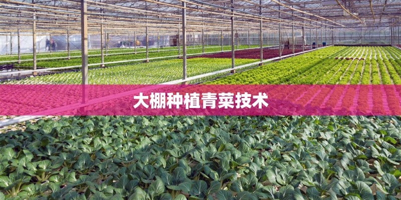 大棚种植青菜技术