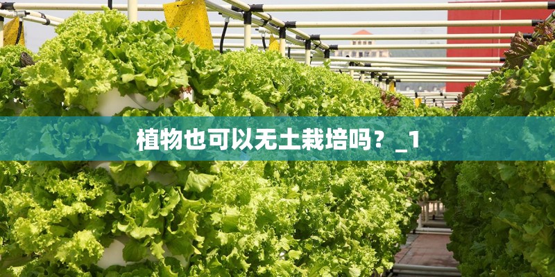 植物也可以无土栽培吗？_1