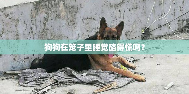 狗狗在笼子里睡觉硌得慌吗？