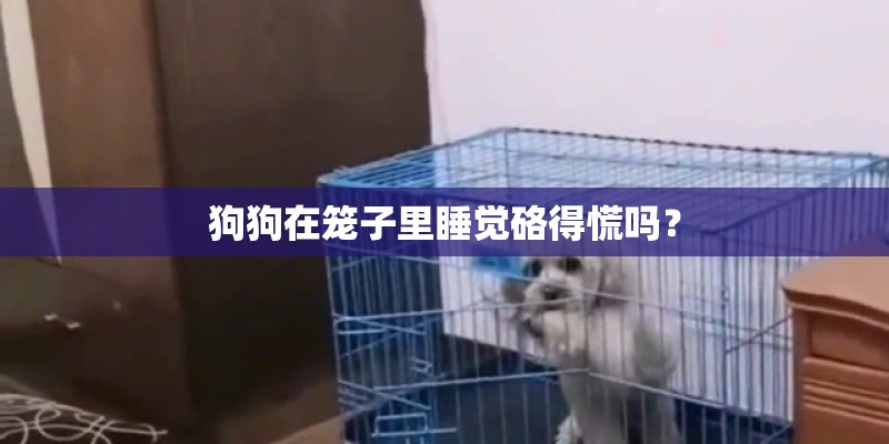 狗狗在笼子里睡觉硌得慌吗？