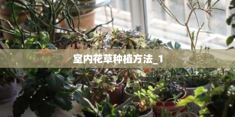 室内花草种植方法_1