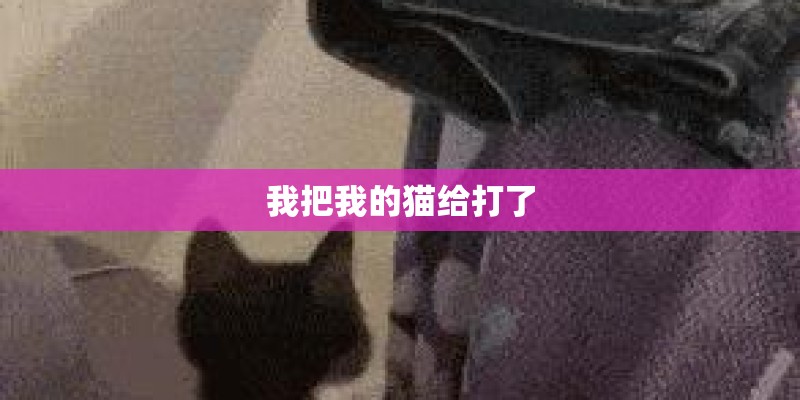 我把我的猫给打了 我把我的猫给打了
