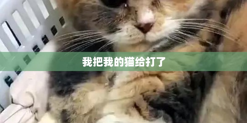 我把我的猫给打了 我把我的猫给打了