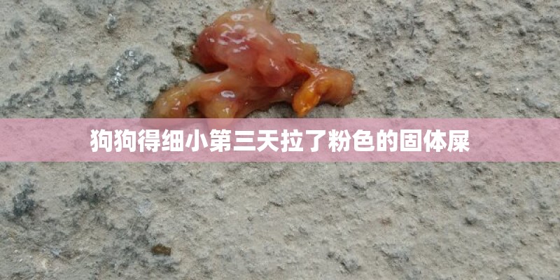 狗狗得细小第三天拉了粉色的固体屎 狗狗得细小第三天拉了粉色的固体屎