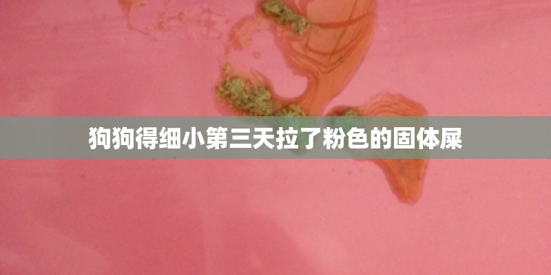 狗狗得细小第三天拉了粉色的固体屎 狗狗得细小第三天拉了粉色的固体屎