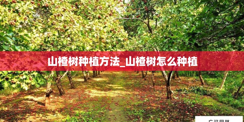 山楂树种植方法_山楂树怎么种植