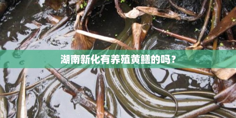 湖南新化有养殖黄鳝的吗？