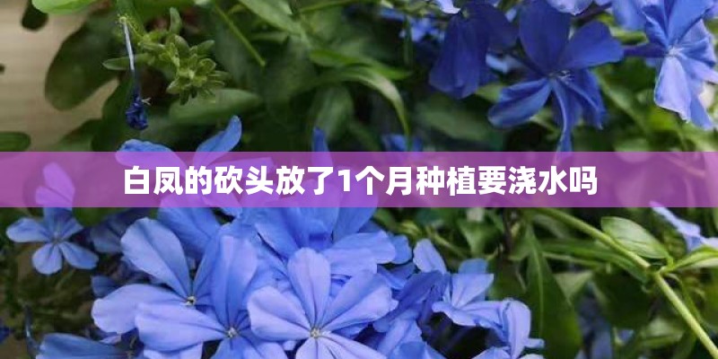 白凤的砍头放了1个月种植要浇水吗 白凤的砍头放了1个月种植要浇水吗