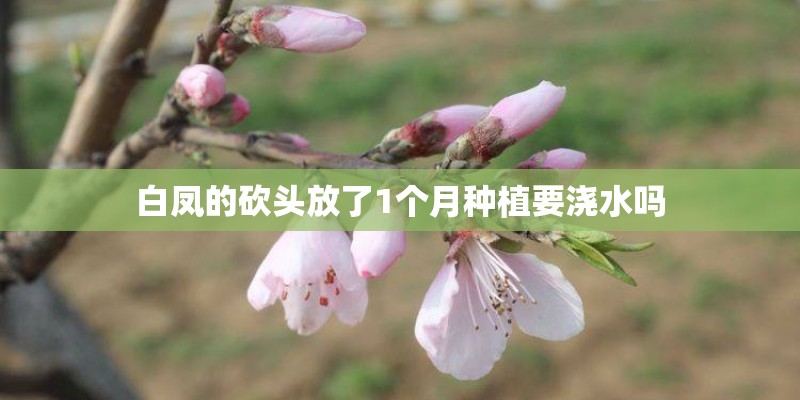 白凤的砍头放了1个月种植要浇水吗 白凤的砍头放了1个月种植要浇水吗
