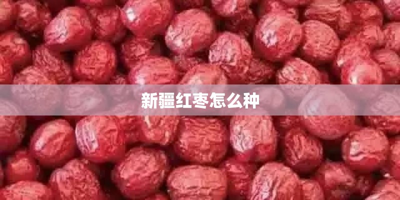 新疆红枣怎么种
