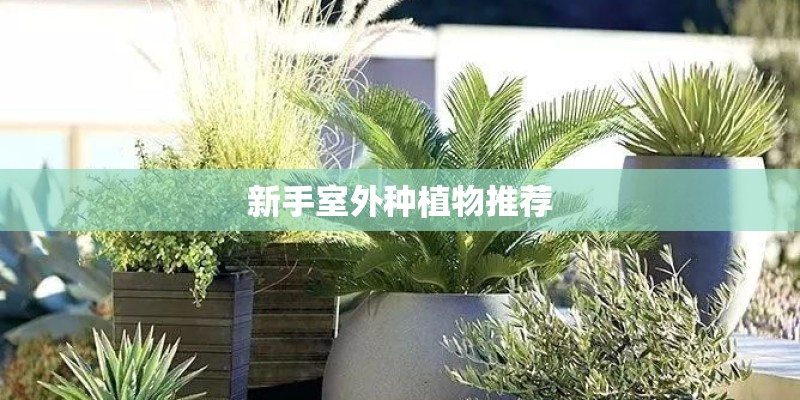 新手室外种植物推荐