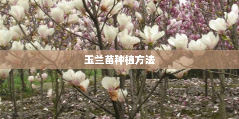 玉兰苗种植方法
