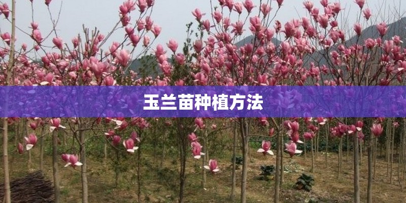 玉兰苗种植方法 玉兰苗种植方法
