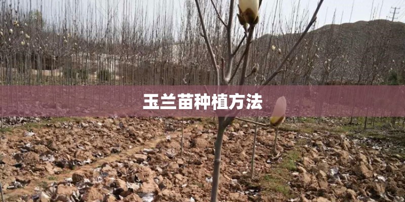 玉兰苗种植方法 玉兰苗种植方法