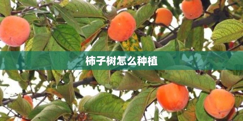 柿子树怎么种植