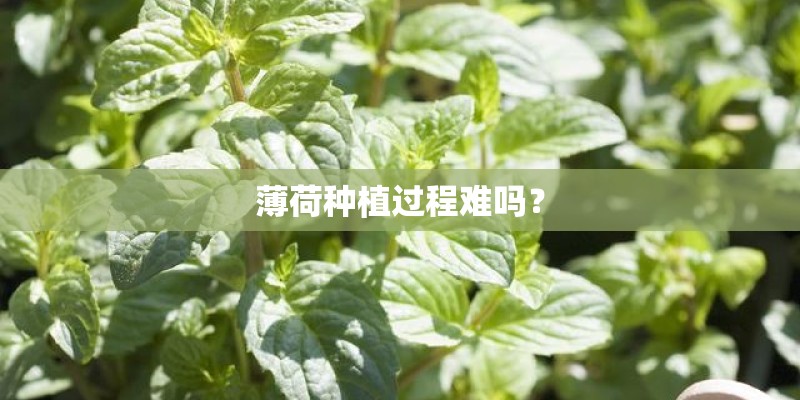 薄荷种植过程难吗? 薄荷种植过程难吗?