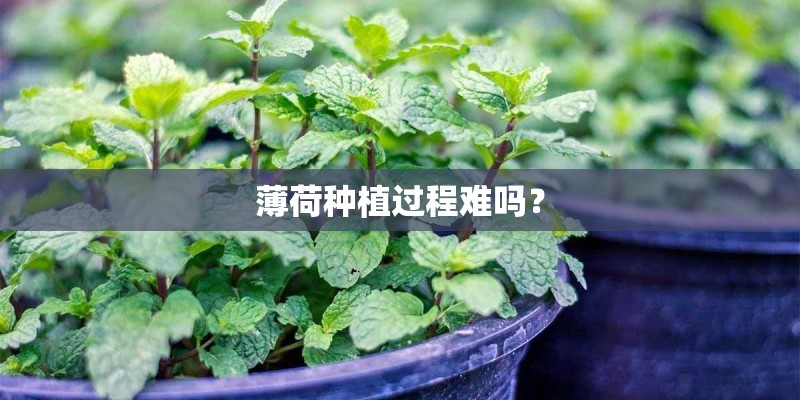 薄荷种植过程难吗? 薄荷种植过程难吗?