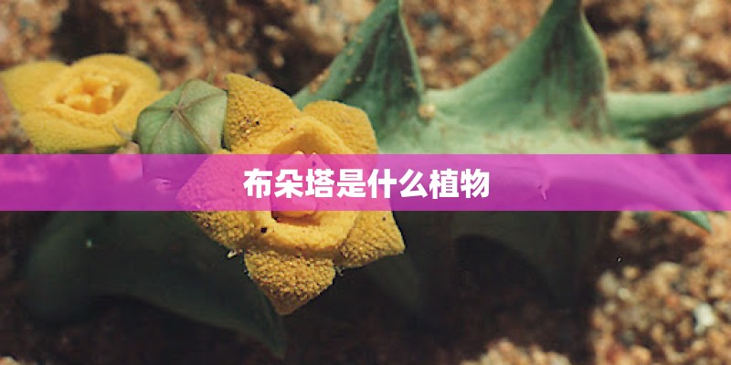 布朵塔是什么植物