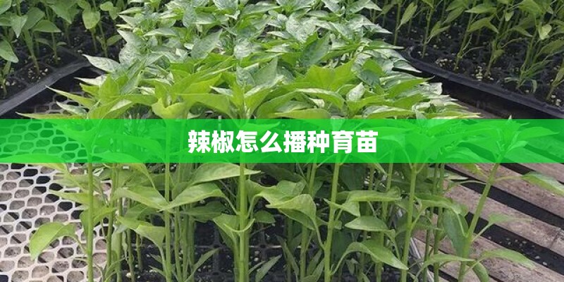 狗狗呼吸急促肚子一抽一抽的怎么回事