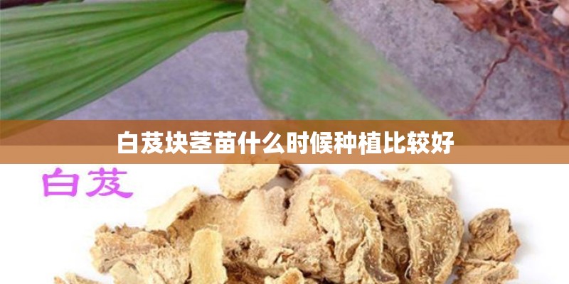 白芨块茎苗什么时候种植比较好