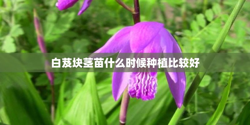 白芨块茎苗什么时候种植比较好