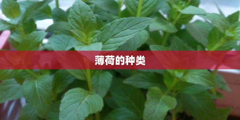 薄荷的种类