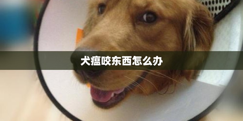 犬瘟咬东西怎么办