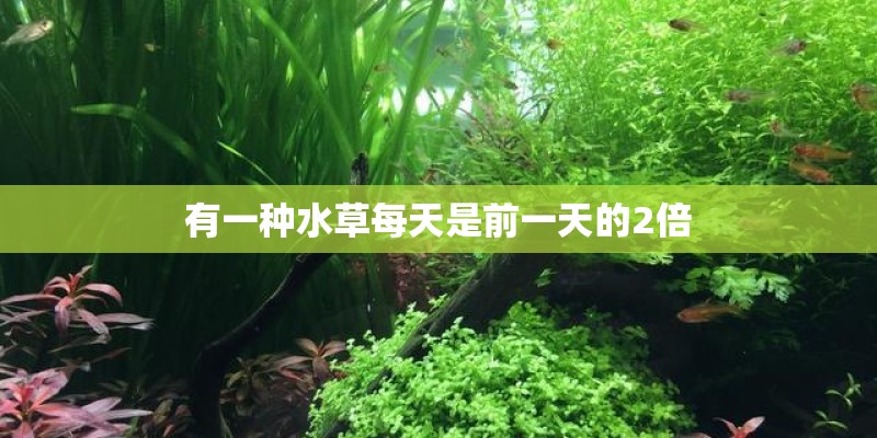 有一种水草每天是前一天的2倍