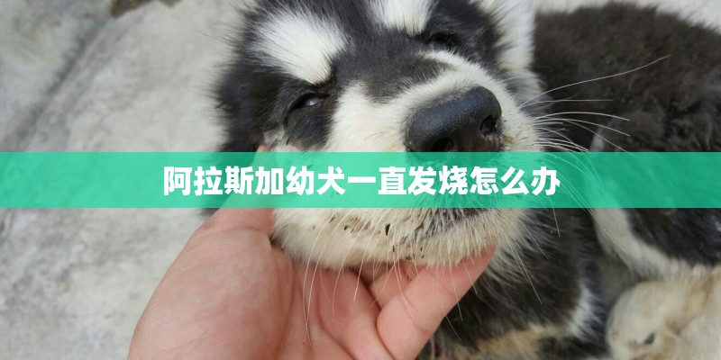 阿拉斯加幼犬一直发烧怎么办