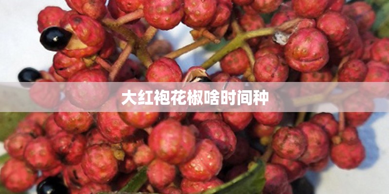 大红袍花椒啥时间种