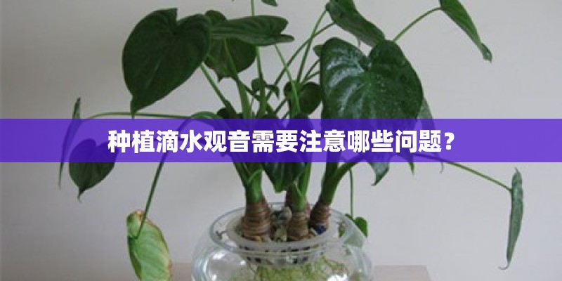 种植滴水观音需要注意哪些问题? 种植滴水观音需要注意哪些问题?
