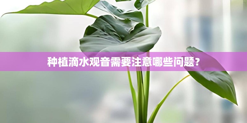 种植滴水观音需要注意哪些问题? 种植滴水观音需要注意哪些问题?