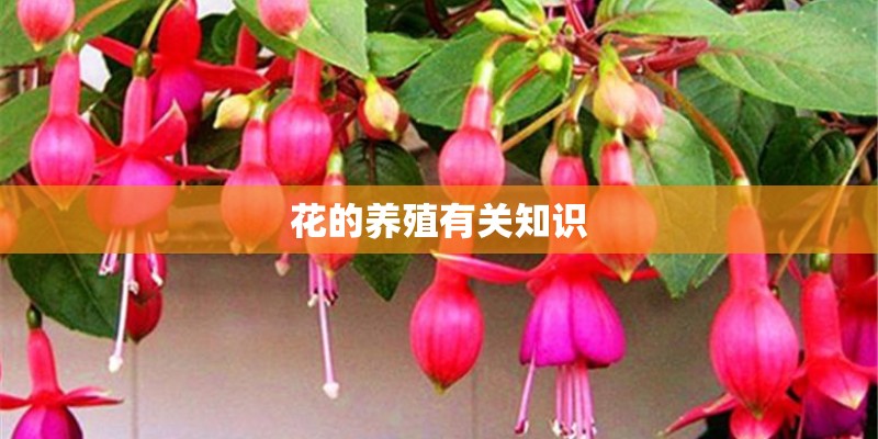 狗狗呼吸急促肚子一抽一抽的怎么回事