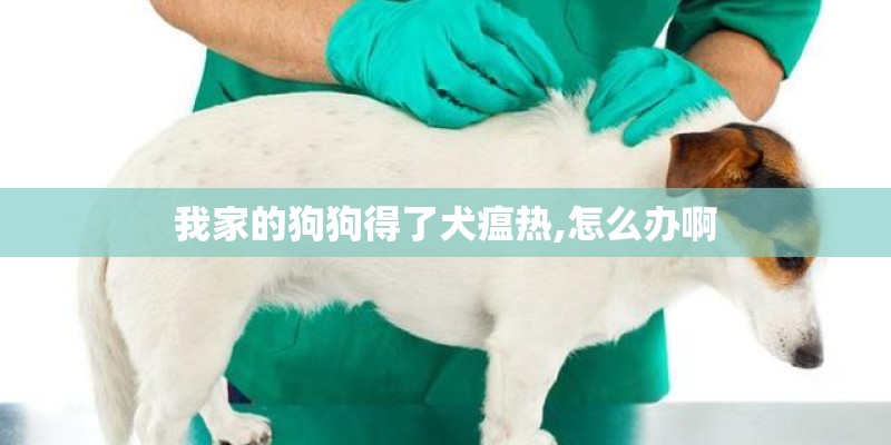 我家的狗狗得了犬瘟热,怎么办啊 我家的狗狗得了犬瘟热,怎么办啊