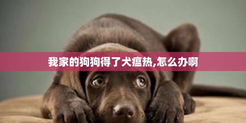 我家的狗狗得了犬瘟热,怎么办啊 我家的狗狗得了犬瘟热,怎么办啊