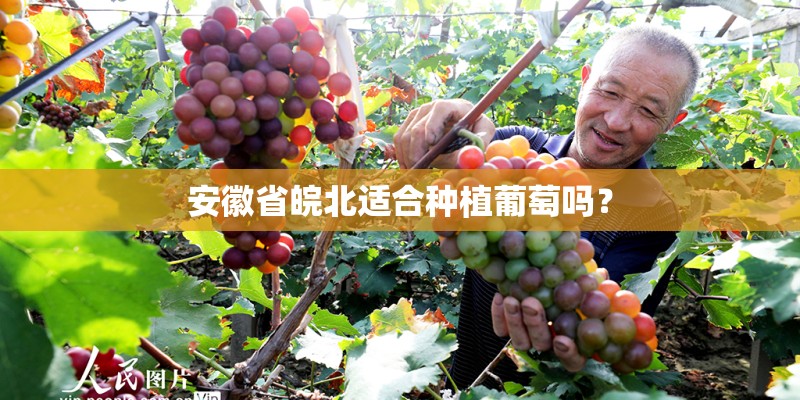安徽省皖北适合种植葡萄吗？