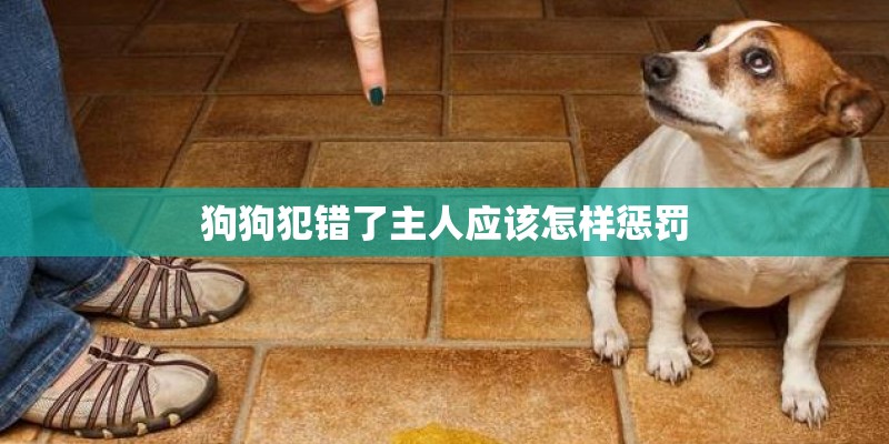 狗狗犯错了主人应该怎样惩罚