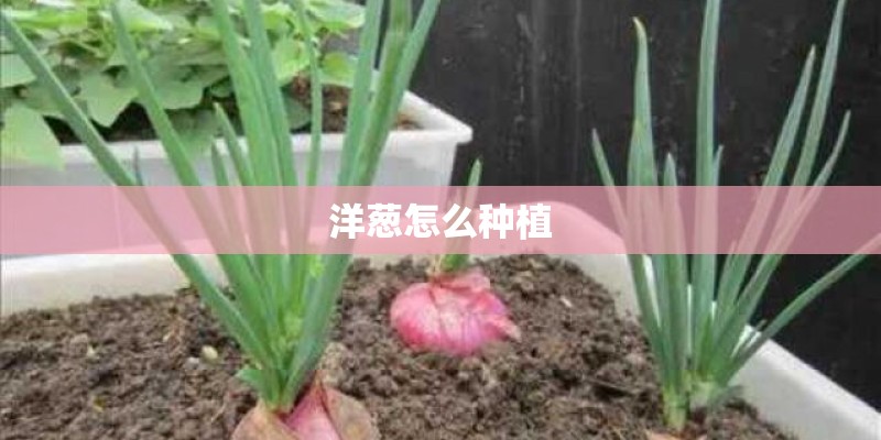 洋葱怎么种植